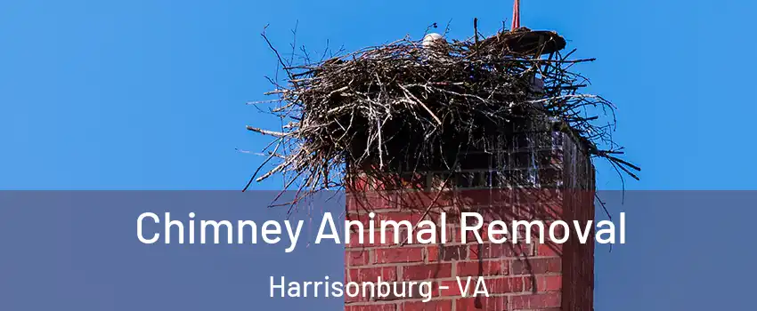 Chimney Animal Removal Harrisonburg - VA