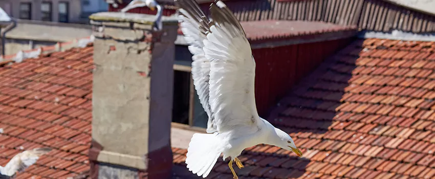 Residential Chimney Animal Removal Solution in Harrisonburg, VA
