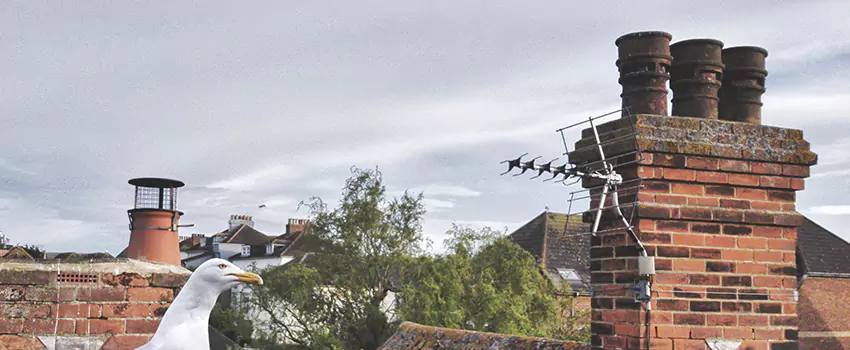 Chimney Cleaning And Restoration in Harrisonburg, Virginia